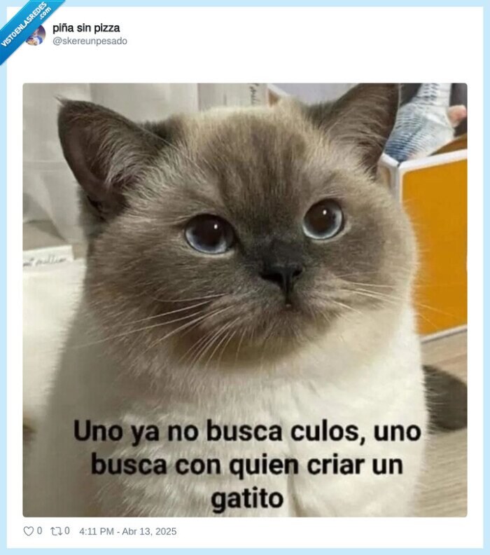 gatito,culo,buscar,criar,gato