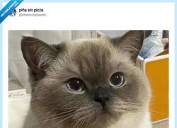 Enlace a Es común en todas las especies, por @skereunpesado