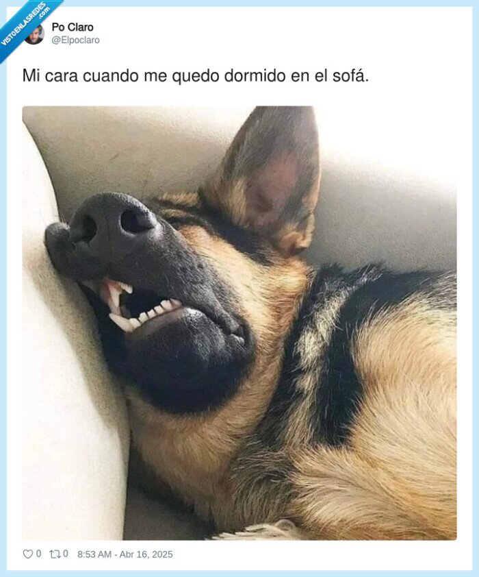 dormido,perro,sofá,cara