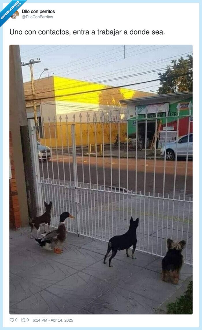perros,valla,pato