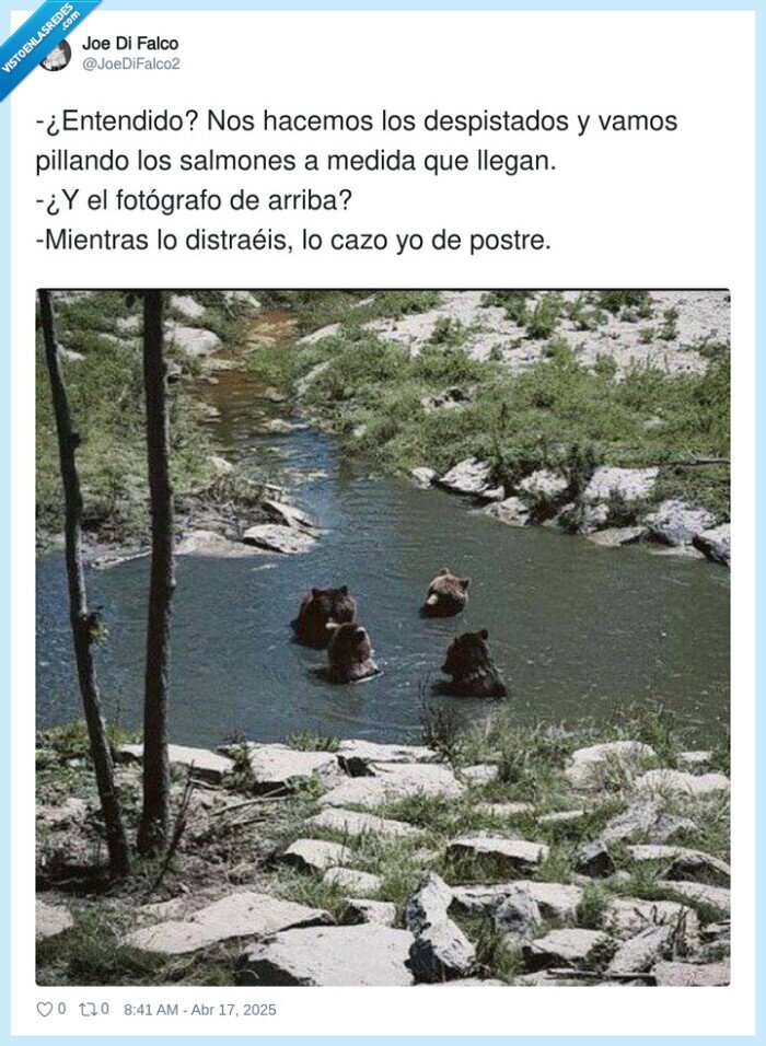 distraer,despistar,fotógrafo,osos,salmon,pez,comer