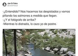 Enlace a Plan osezno, por @JoeDiFalco2