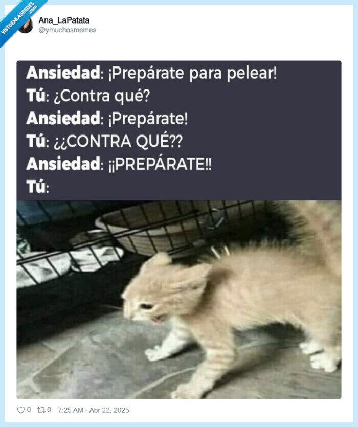 ansiedad,gato,preparate,prepararse,para qué