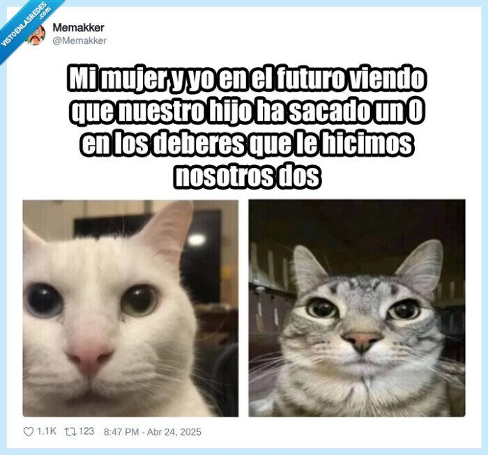 gato,mujer,marido,ayudar,deberes