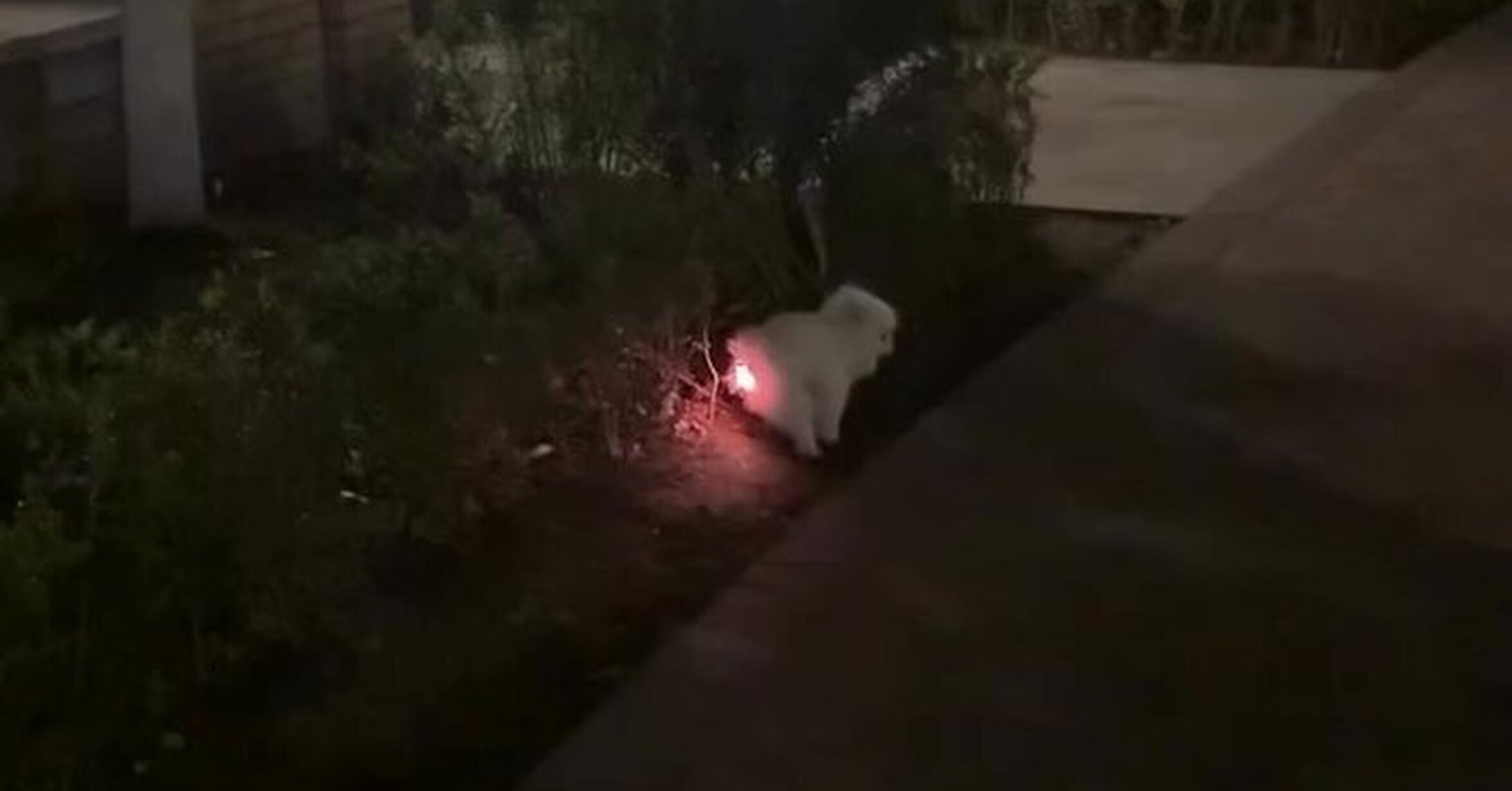 Perro se come un juguete con luces y lo filman al momento de despedirlo