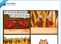 Enlace a Es gatoplanista, por @ymuchosmemes