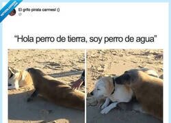 Enlace a Las focas son perros marinos, por @ErigolDelViento