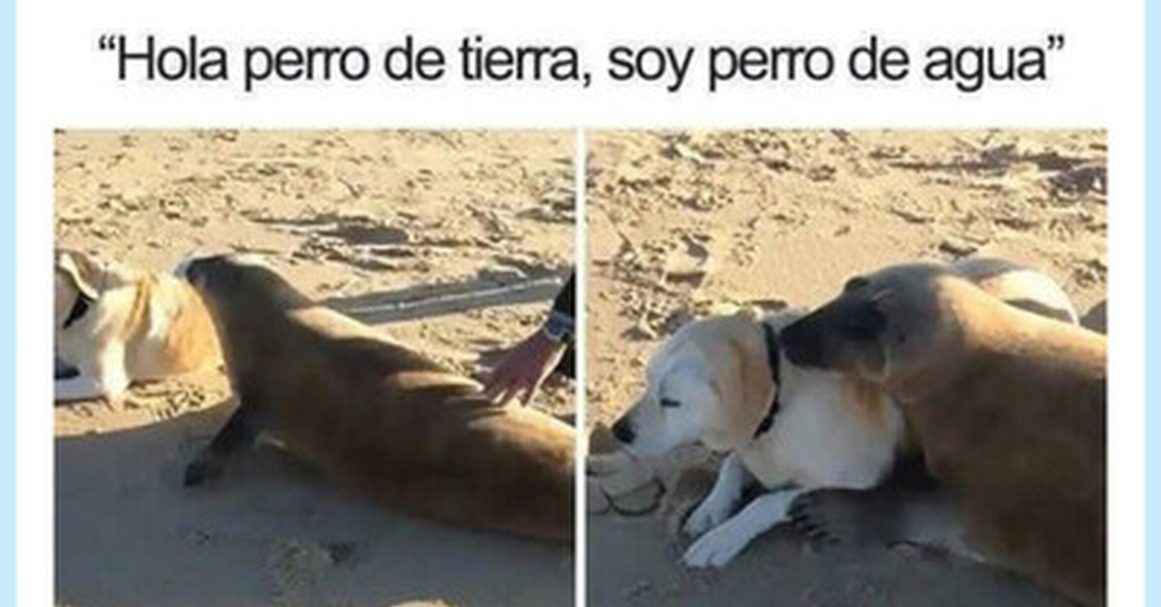 Las focas son perros marinos, por @ErigolDelViento
