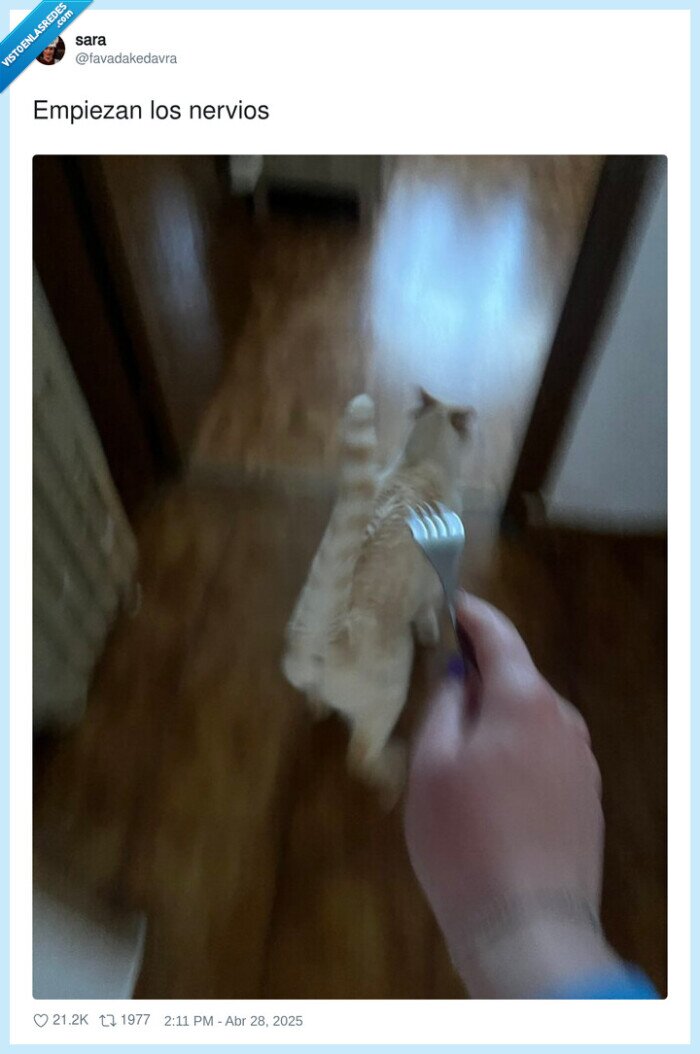 nervios,apagon,mascotas,gato,comida