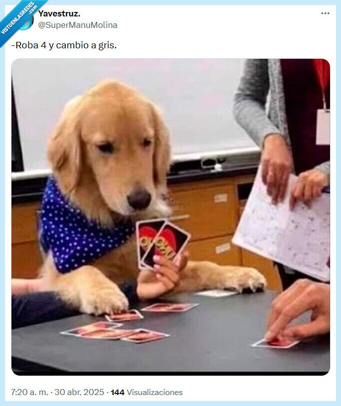 gris,uno,perro