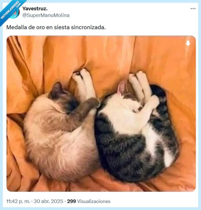 siesta,gatos,natación,sincronizada,medalla