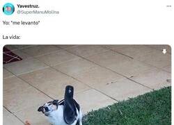 Enlace a Desde primera hora por @supermanumolina