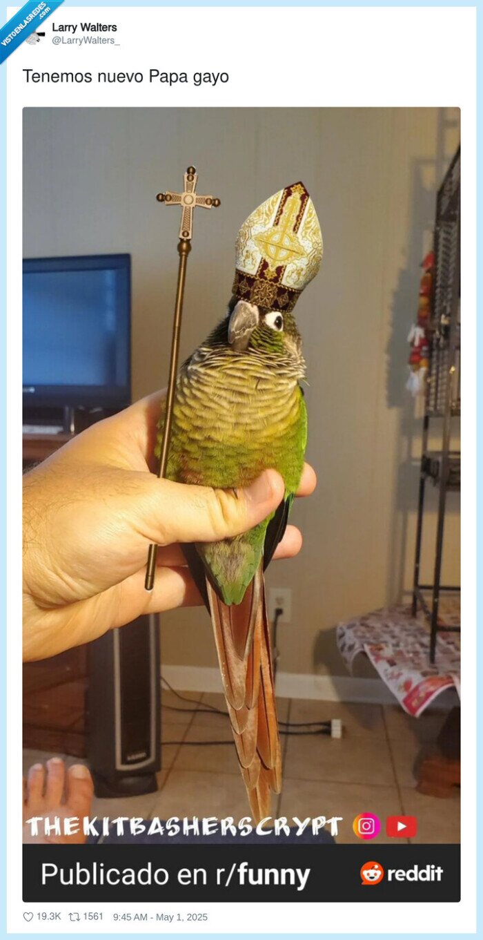 papa,papagayo,pajaro