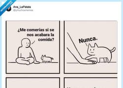 Enlace a Así es cómo te quieren tus gatos