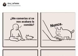 Enlace a Así es cómo te quieren tus gatos