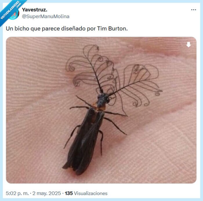 bicho,diseño,tim burton