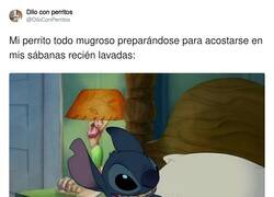 Enlace a Pero se le perdona todo, por @DiloConPerritos