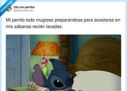 Enlace a Pero se le perdona todo, por @DiloConPerritos