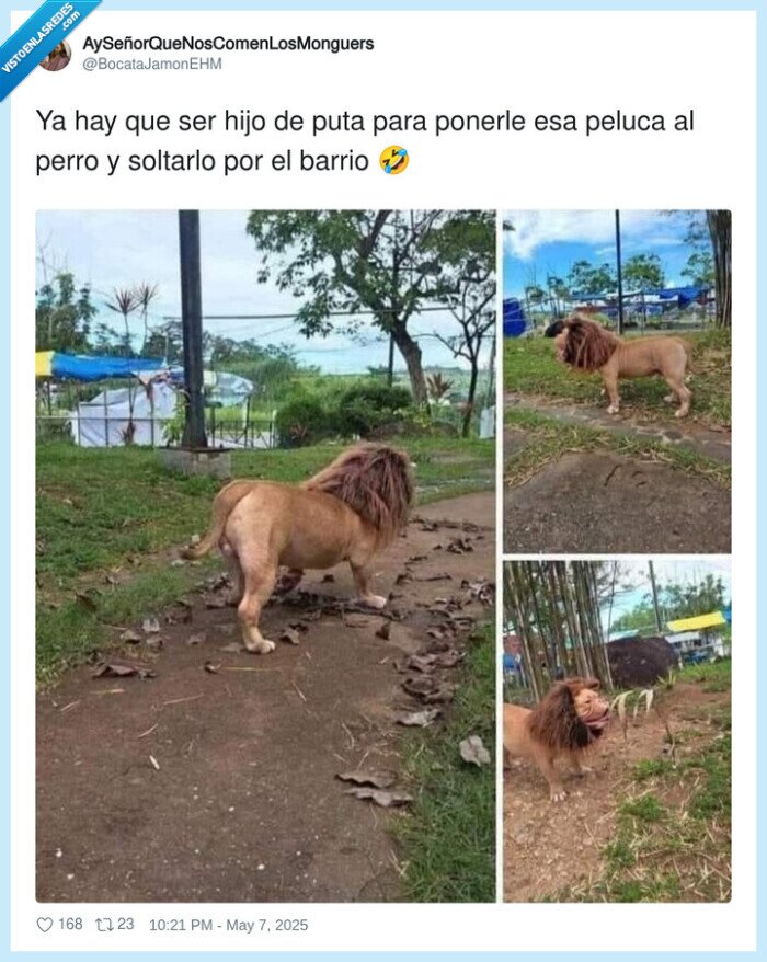 león,peluca,barrio,perro