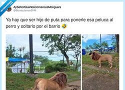 Enlace a Y así se pasea al perro tranquilo, por @BocataJamonEHM