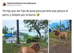 Enlace a Y así se pasea al perro tranquilo, por @BocataJamonEHM