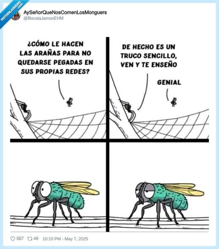 mosca,telaraña,araña,engaño
