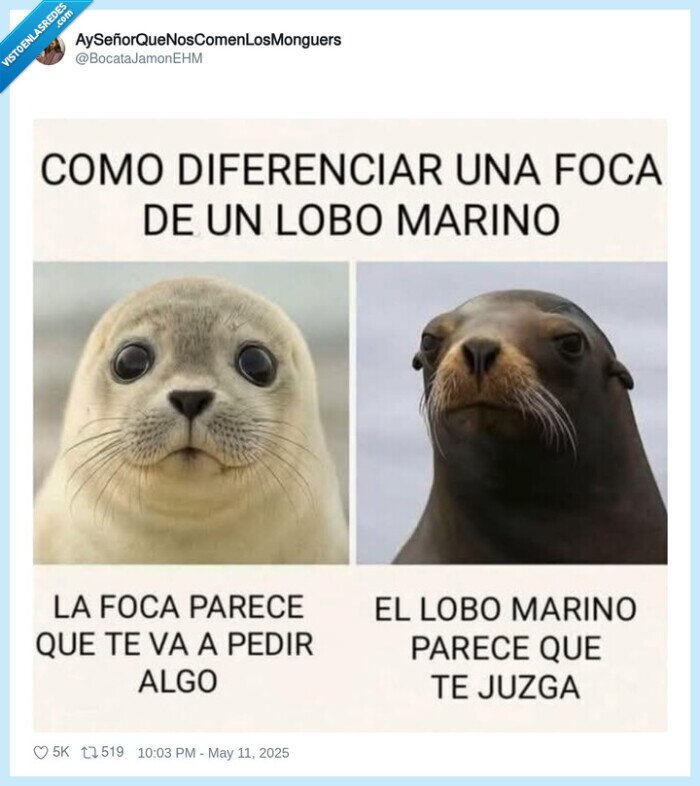 diferencias,lobo marino,foca