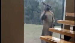 Enlace a Si alguna vez has pensado en la posibilidad de vivir en Australia, mira este video