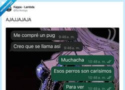 Enlace a Mejor un pug, por @Surikologa