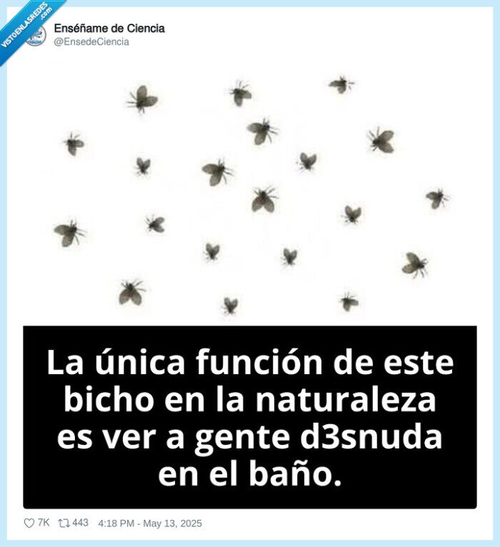 mosca,ducha,ver,desnudo