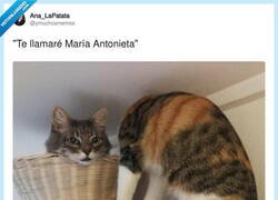 Enlace a María Antonieta la gata, por @ymuchosmemes