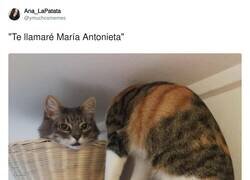 Enlace a María Antonieta la gata, por @ymuchosmemes