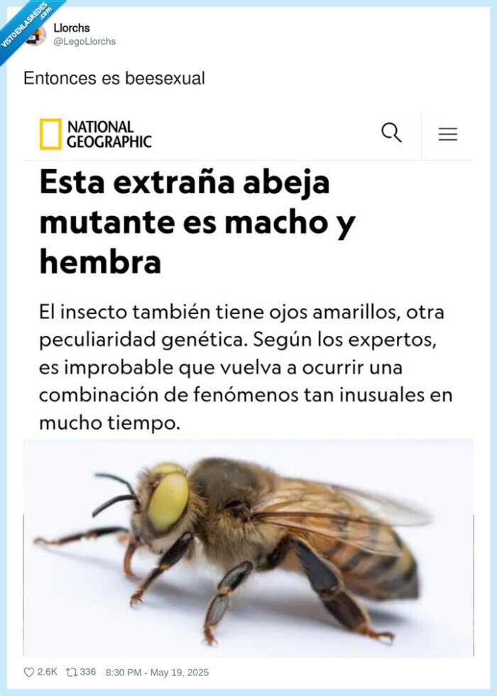 1698312 - Beesexual, por @LegoLlorchs