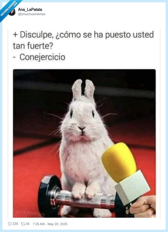 conejo,entrevista,ejercicio