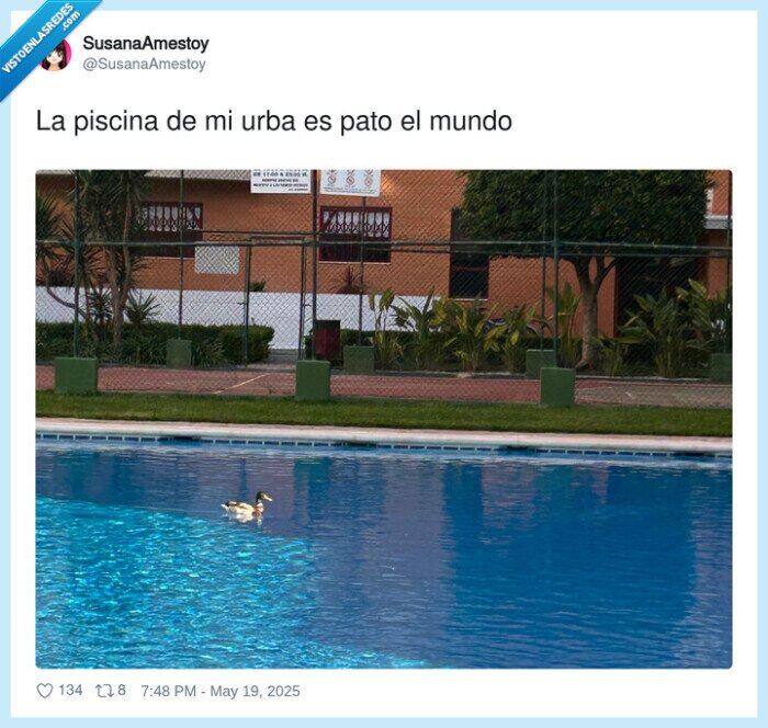 piscina,urbanización,pato