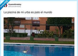 Enlace a Pato el mundo, por @SusanaAmestoy