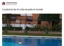 Enlace a Pato el mundo, por @SusanaAmestoy