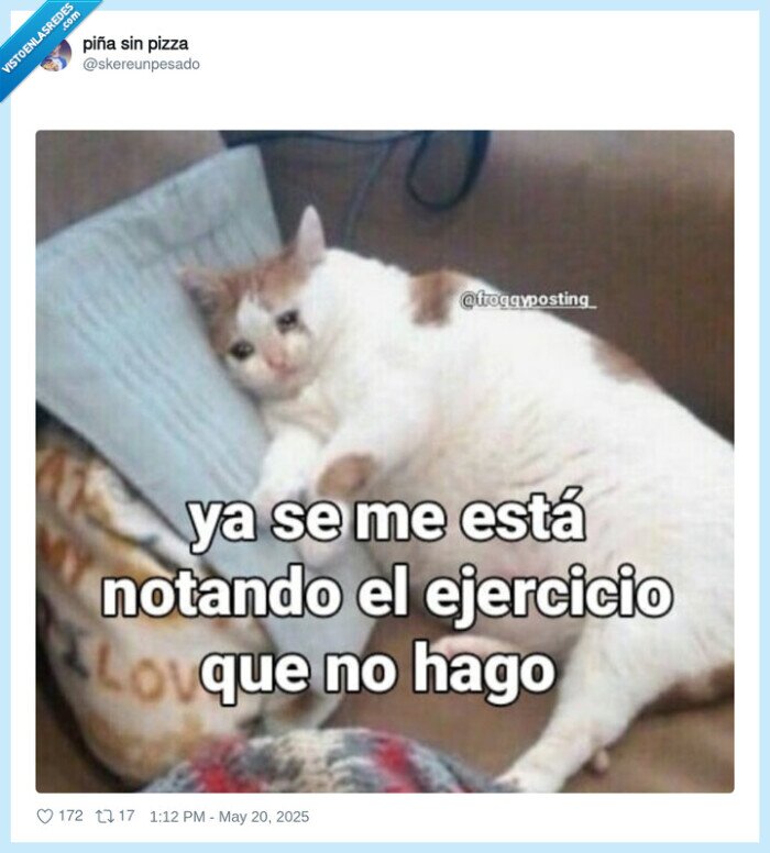 ejercicio,gato,vago