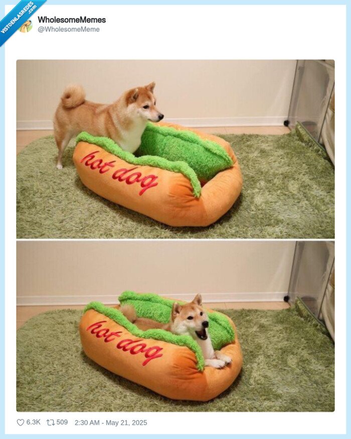 perro,hotdog