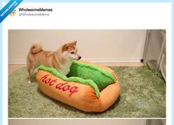 Enlace a Mi hotdog preferido