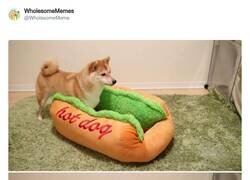 Enlace a Mi hotdog preferido