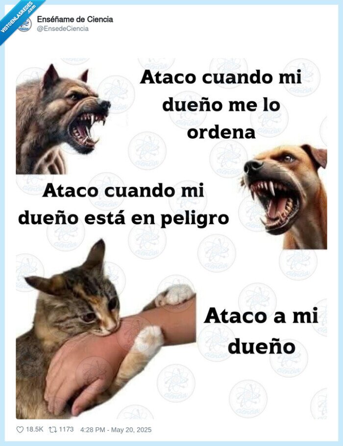 gatos,morder,dueño,amo