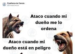 Enlace a Gatos, hay que quererlos