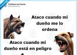 Enlace a Gatos, hay que quererlos