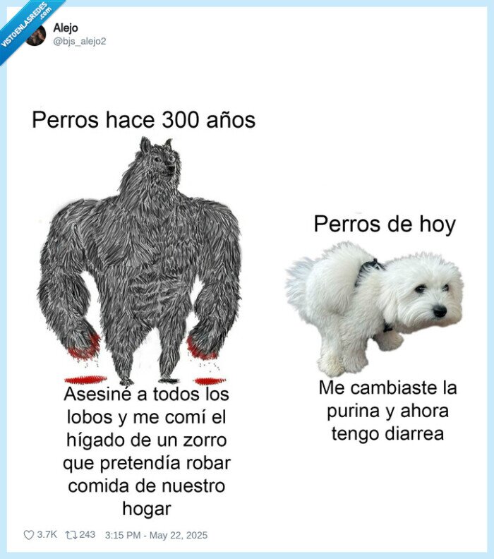 perro,doge,cheems,antes,ahora,cagado