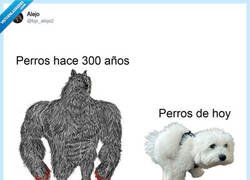 Enlace a Por eso no tengo perro actualmente