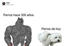 Enlace a Por eso no tengo perro actualmente