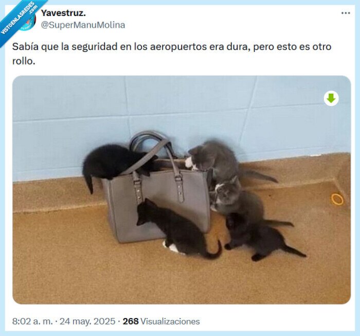 seguridad,aeropuerto,gatos