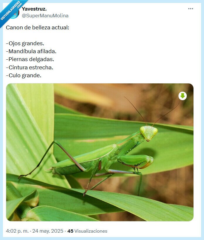canon,belleza,mantis