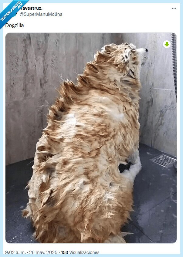 perro,godzilla,peinado